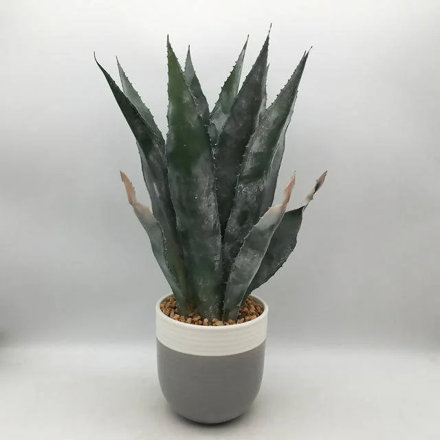 - Postoperative pet anti-licking Elizabethan collarSainsbury's Home Aloe In Ceramic Pot